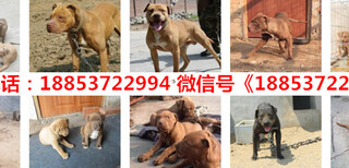 丰台区德国牧羊犬养殖场图片2