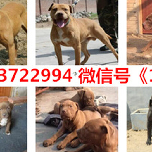 无锡德国牧羊犬多少钱一只