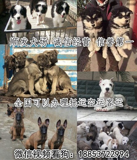 南和卖德国牧羊犬的电话