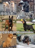 丰台区德国牧羊犬养殖场图片4