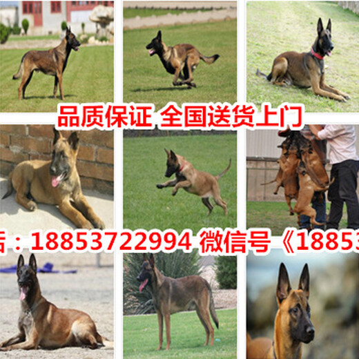 庆云德国牧羊犬养殖基地