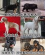 栾城德国牧羊犬养殖场图片