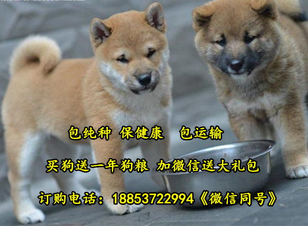 汾阳市哪里有卖柴犬的柴犬养殖场
