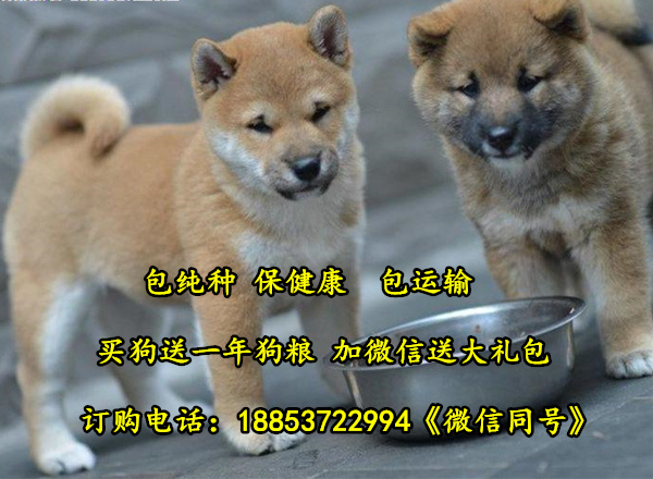 辽宁铁岭哪里有卖柴犬的柴犬出售