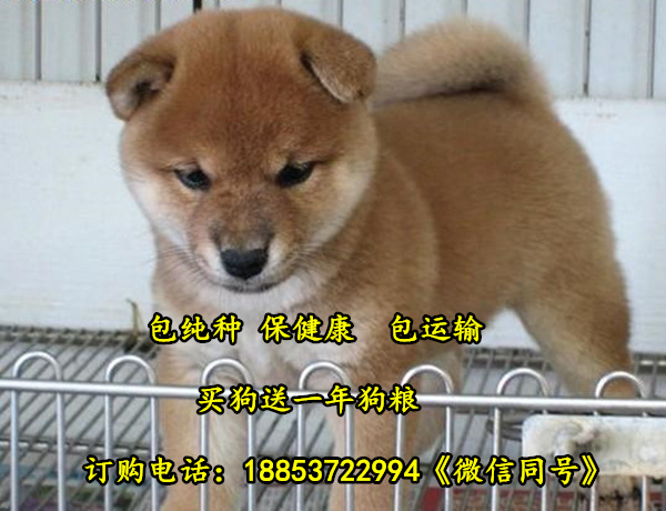 广东中山哪个地方有柴犬卖柴犬出售