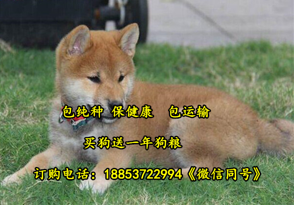 贵州黔东南柴犬哪里有卖柴犬养殖场