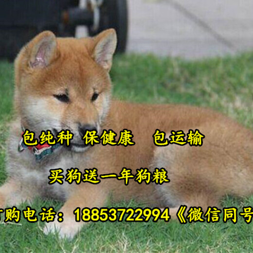 河南洛阳哪里有卖柴犬的柴犬犬舍