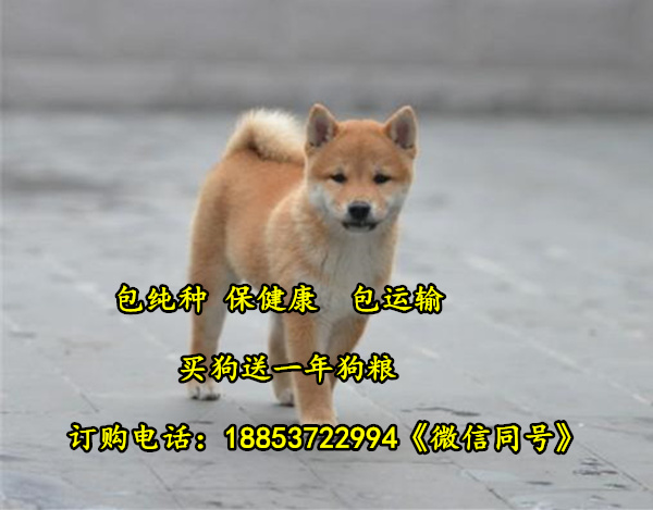 禄劝县柴犬哪里有卖柴犬出售