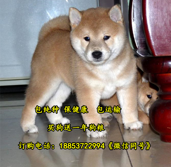 贵州贵阳哪个地方有柴犬卖柴犬多少钱一只
