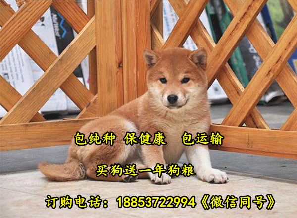 云南西双版纳哪个地方有柴犬卖柴犬犬舍