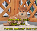 汾阳市哪里有卖柴犬的柴犬养殖场图片