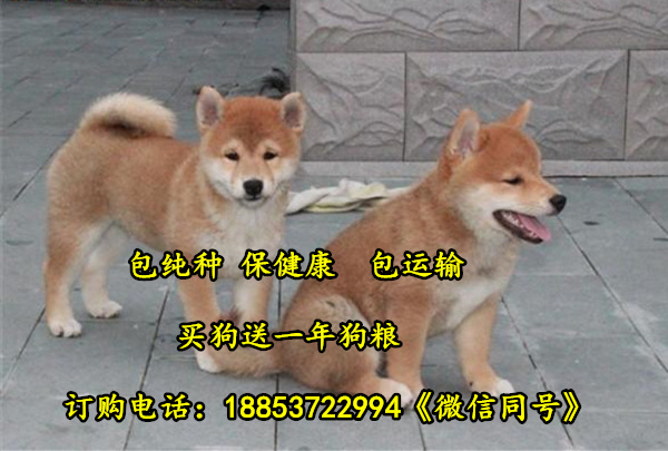 贵州黔东南柴犬哪里有卖柴犬养殖场