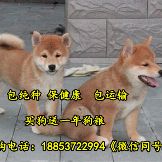 江西九江哪里有卖柴犬的柴犬价格