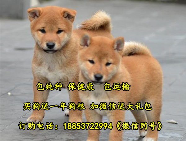 云南西双版纳哪个地方有柴犬卖柴犬犬舍