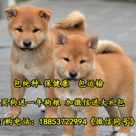 浙江温州哪个地方有柴犬卖柴犬养殖场
