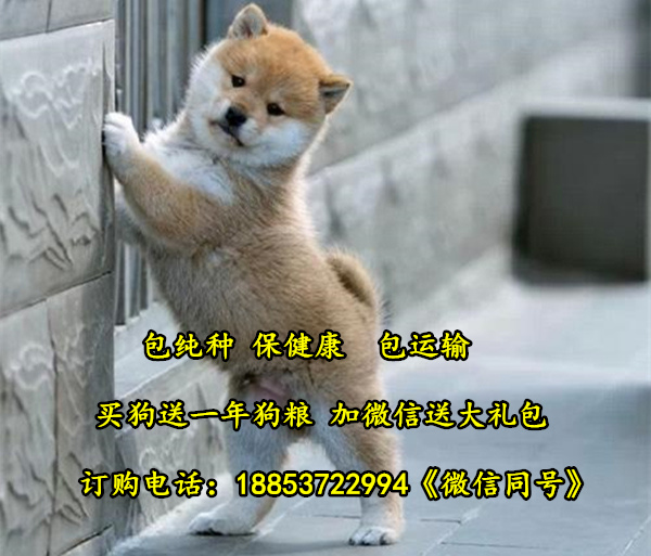 内江哪个地方有柴犬卖柴犬养殖场