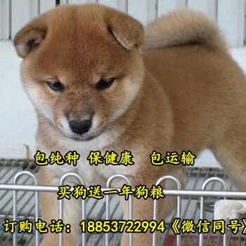 景泰县哪里有卖柴犬的柴犬犬舍