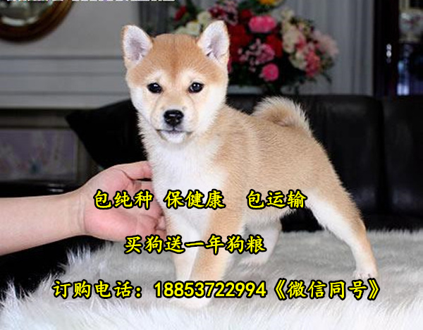 陕西汉中镇巴县出售各种名犬