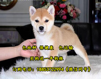 贵阳市养犬厂电话图片4