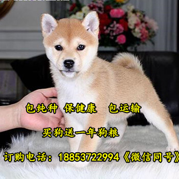 黄梅县哪个地方有柴犬卖柴犬养殖场