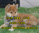 甘肃省西峰市养犬厂电话图片
