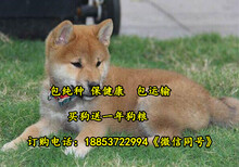 贵阳市养犬厂电话图片2