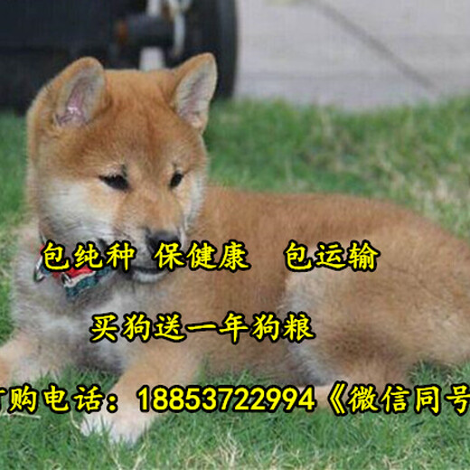 山西省汾阳市出售各种名犬