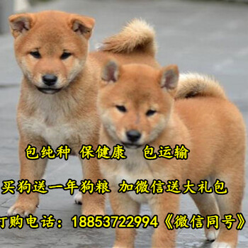 陕西省榆林市狗市场