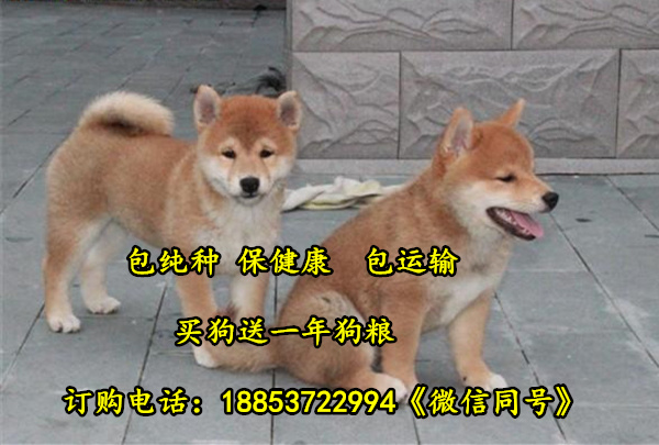 兴城市哪个地方有柴犬卖柴犬价格