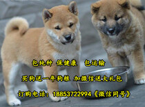 湖北省应城市卖狗的地方图片0