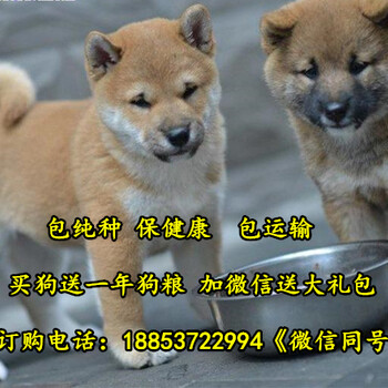 湖北省应城市卖狗的地方