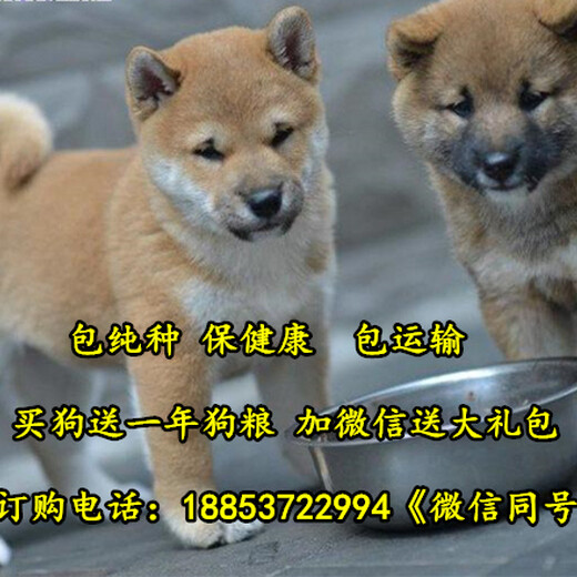 常宁市哪个地方有柴犬卖柴犬犬舍