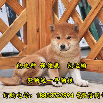 汉阳区柴犬哪里有卖柴犬犬舍