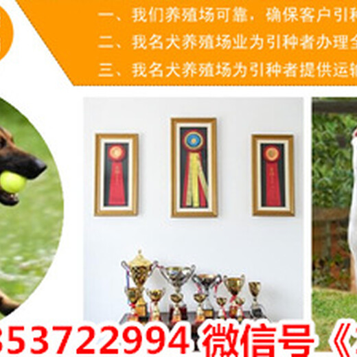 山东潍坊临朐县哪里有卖狗的