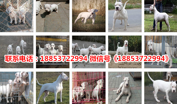 山东潍坊临朐县哪里有卖狗的