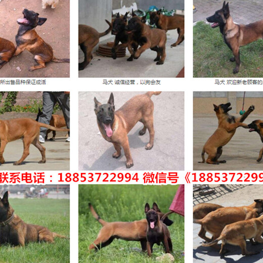 河北保定徐水县出售各种名犬