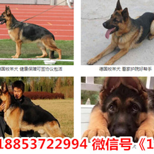 湖南株洲茶陵县出售各种名犬