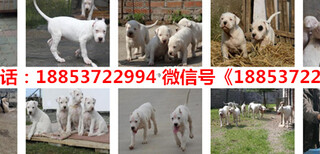 新疆塔城额敏县出售各种名犬图片3