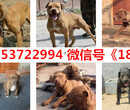 上海浦东新宠物市场在哪图片