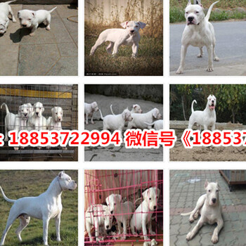 重庆奉节县出售各种名犬