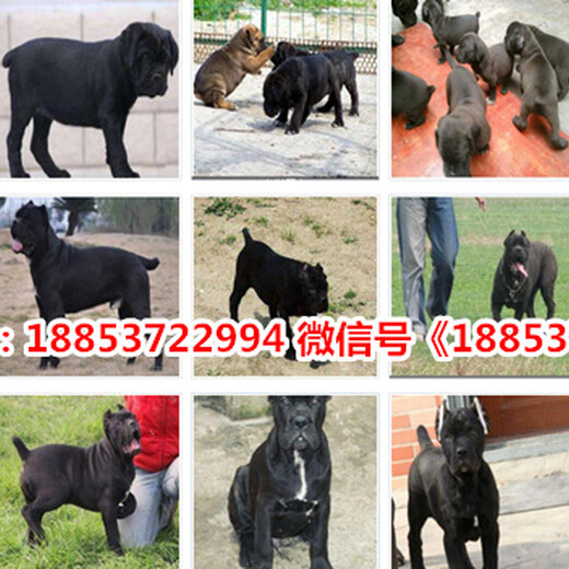 贵州毕节威宁出售各种名犬