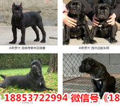 安徽芜湖无为县出售各种名犬