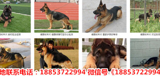 新疆塔城额敏县出售各种名犬图片2