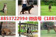 清水县养犬厂电话