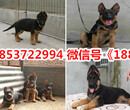 新疆塔城额敏县出售各种名犬图片