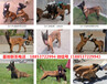 鹤峰县出售各种名犬