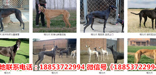 新疆塔城额敏县出售各种名犬图片5