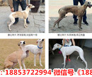 叶城县宠物市场图片
