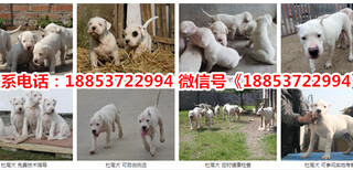 新疆塔城额敏县出售各种名犬图片4