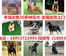 紫阳县养犬厂电话图片